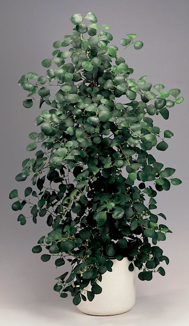 _Ficus deltoidea_, **pillerfikus**