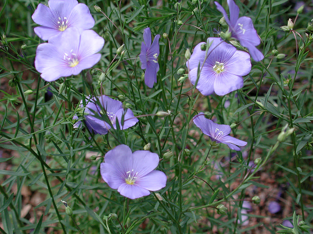 _Linum perenne_, berglin.
Foto: Sylvia Svensson