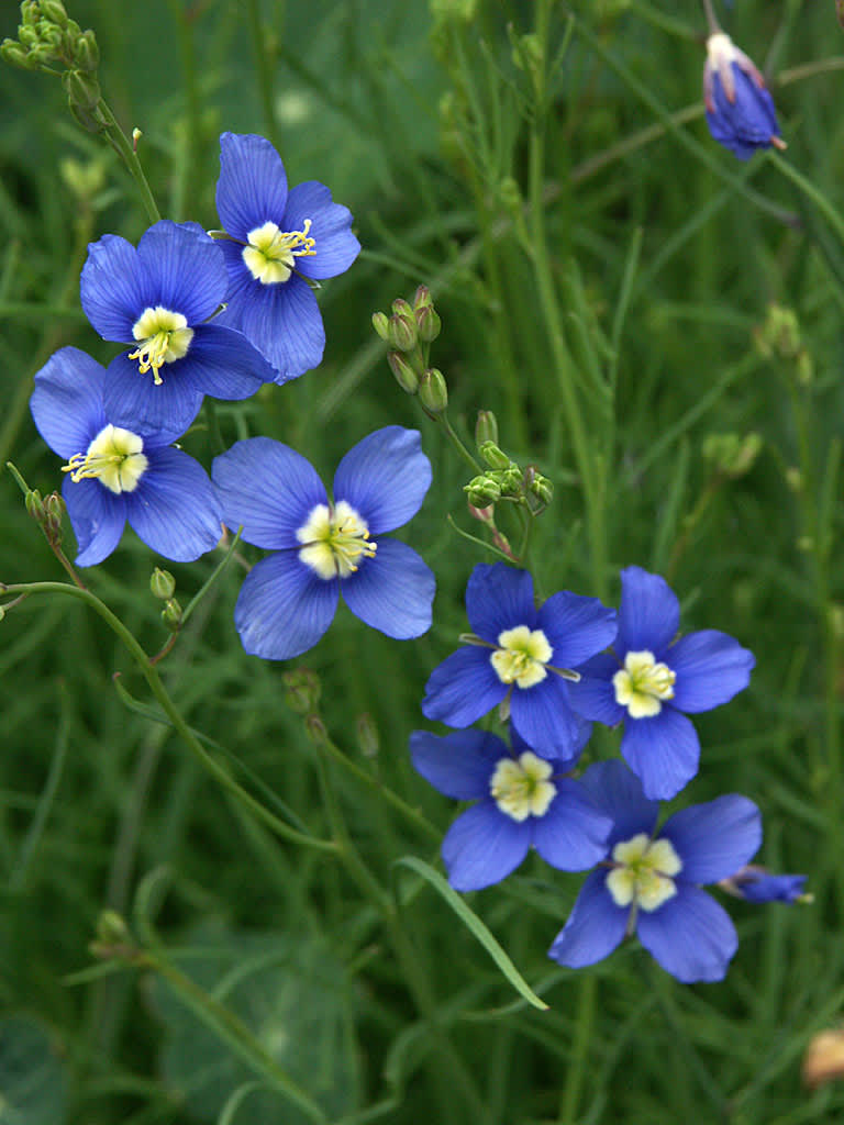 _Heliophila_, utan svenskt namn, är ett släkte inom  kålsläktet _Brassicaceae_ och brukar förekomma i blandade fröpåsar
Foto: Sylvia Svensson
