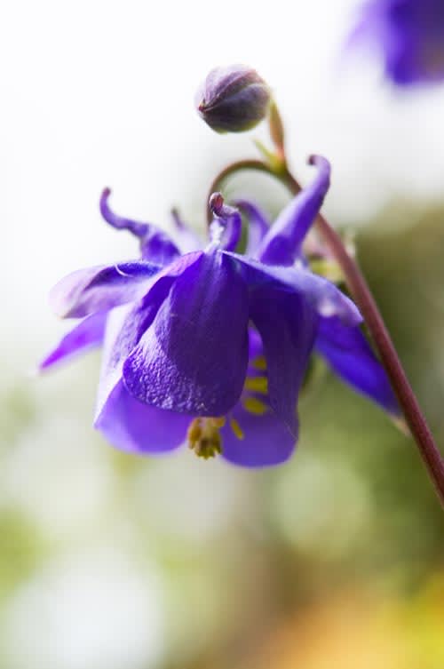 Akleja, _Aquilegia vulgaris_. Foto: Micke Persson.