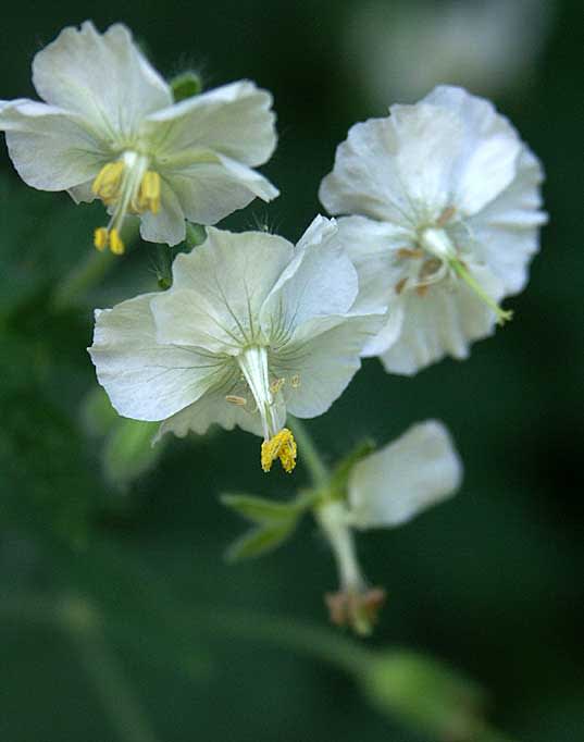 _Geranium phaeum_, 'Album', vitblommande namnsort av brunnäva. Foto: Sylvia Svensson