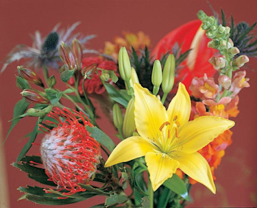 Lilja, _Lilium_. Foto: Flower Council of Holland.