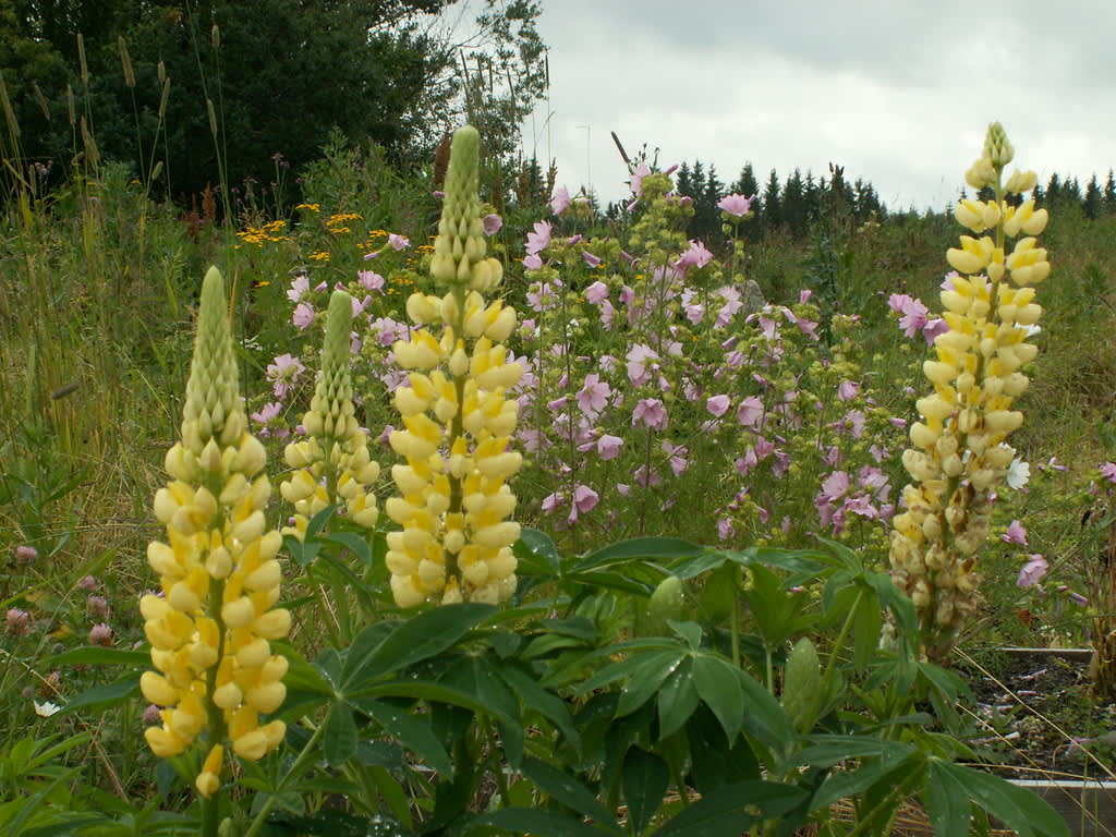 "I utkanten där trädgården möter skogen har vi gul lupin och lila malva.", berättar Jessica om sin fina trädgård i zon 7-8.
 
