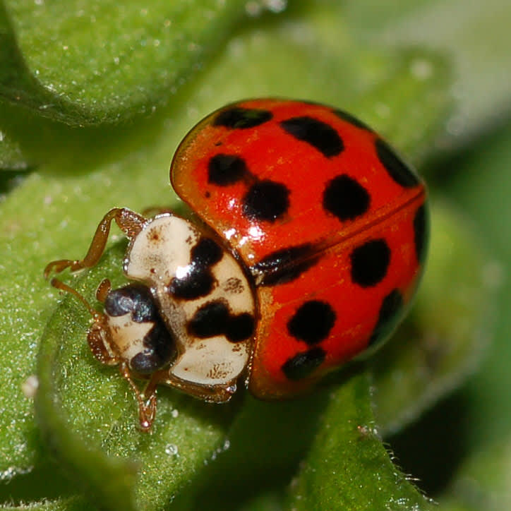 Harlekinnyckelpiga, _Harmonia axyridis_