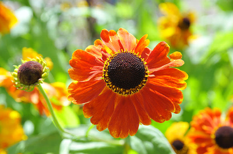 _Helenium_ 'Sahin's Early Flowerer'.
Foto: Sylvia Svensson