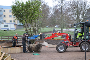 Plantering på apelgården