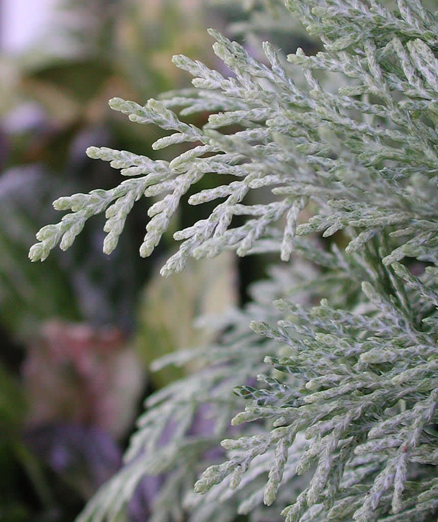 Ädelcypress, _Chamaecyparis lawsoniana_, 'Argentea Compacta', i närbild. Foto: Sylvia Svensson
