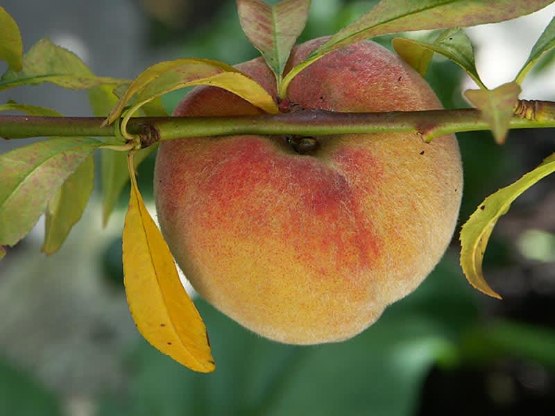 Egna persikor från trädgården!
Foto: Sylvia Svensson