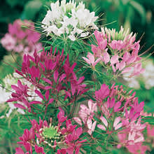 Paradisblomster, _Cleome spinosa_, 'Colour Fountain Mixed'. 

Foto: Mr Fothergill's
