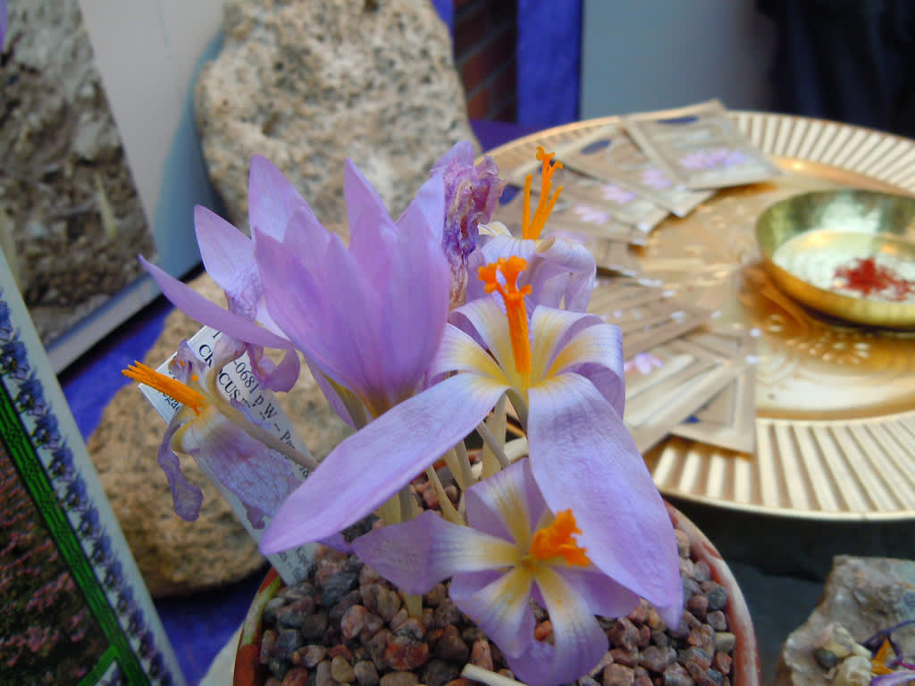 Saffranskrokus, _Crocus sativus_.
Foto: Sylvia Svensson
