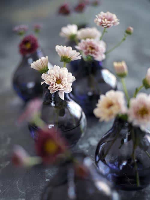 Krysantemum, _Chrysanthemum_. Foto: Lena Granefelt.