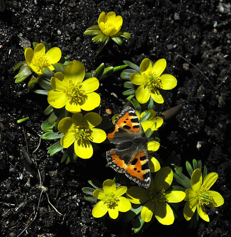 De första vårblommorna blommar och fjärilarna börjar vakna. Foto: Sylvia Svensson