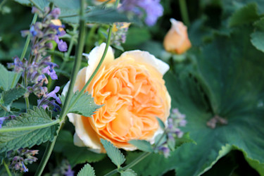 Rosor och kantnepeta // Foto: Anna Theorin