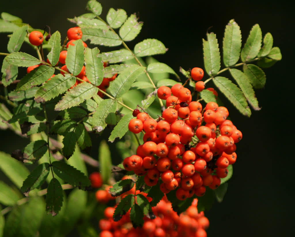 _Sorbus aucuparia_.