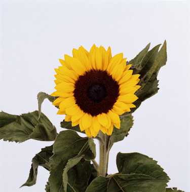 Solros.