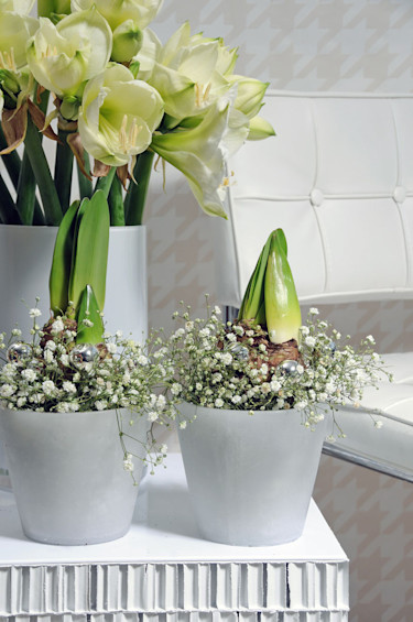 Amryllis 'Matterhorn'.