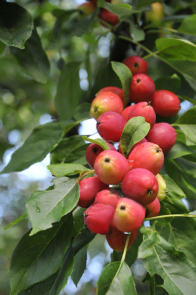 Vackert pelaräppelträd, _Malus_, 'Polka' passar fint i en liten trädgård. Foto: Sylvia Svensson
