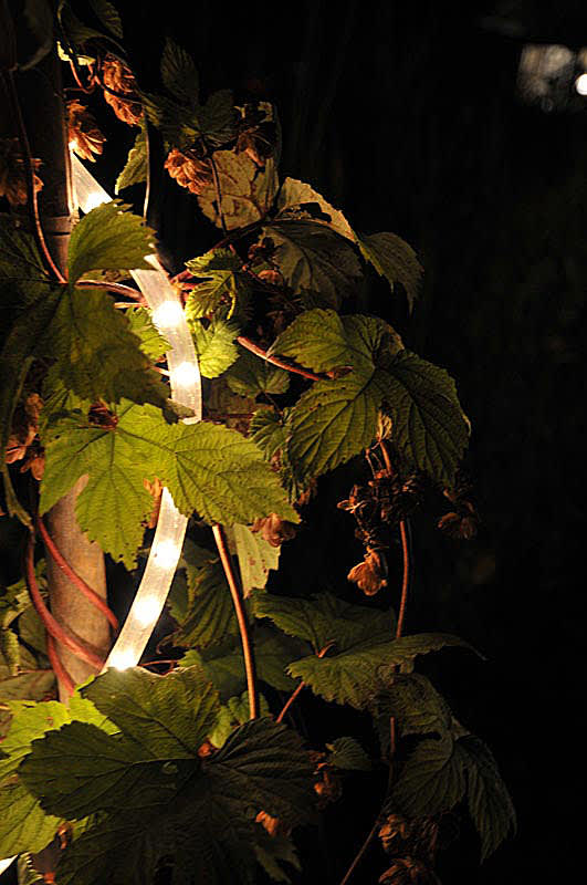 Humle med ljusslinga i höstträdgårdenFoto: Bernt Svensson