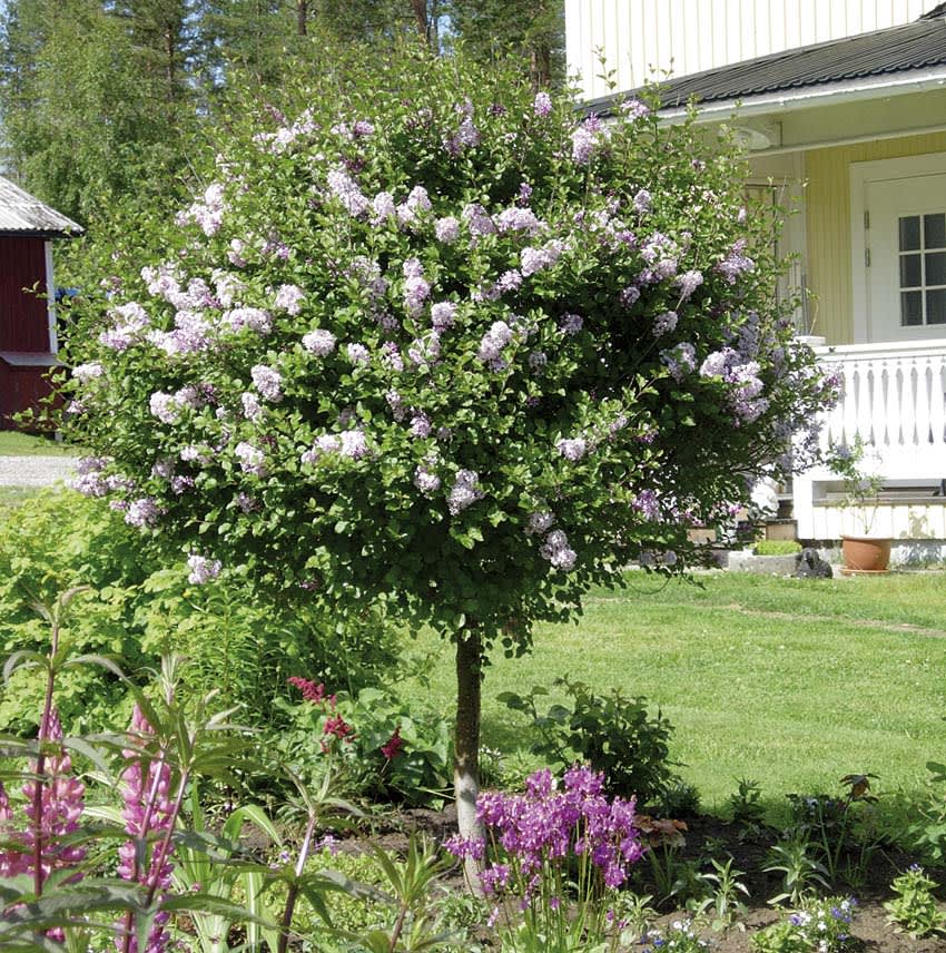 _Syringa meyeri_ ´Palibin´, **dvärgsyren**.
