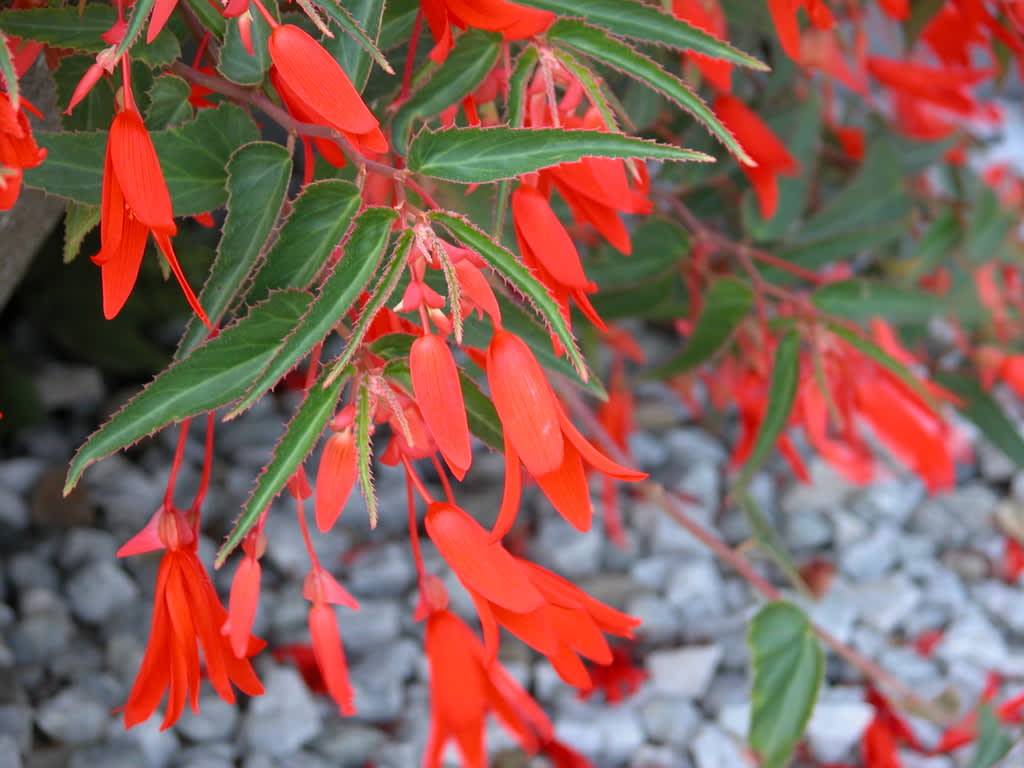 Mycket odlingsvärda _Begonia boliviensis_, 'Bonfire' som blommar hela sommaren och en bit in på hösten. Foto Blomsterfrämjandet, Bengt-Åke Henningsson.