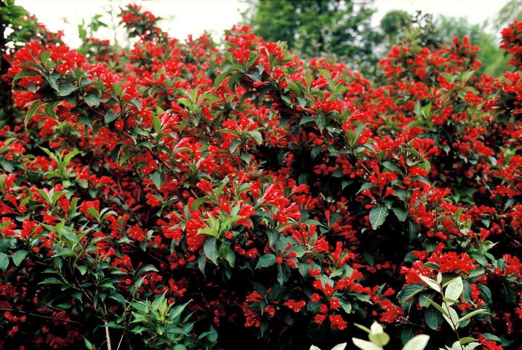 ’Red Prince’ har ett kompakt växtsätt och är härdig i zon 4–5. Foto: PPH