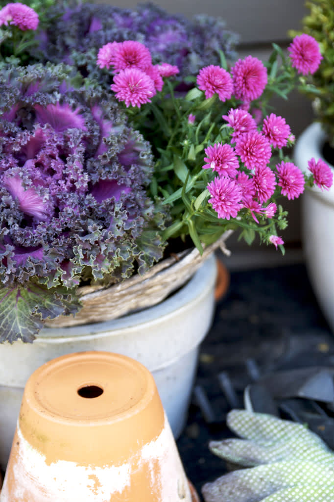 Färgsprakande prydnadskål. 
Foto: Blomsterfrämjandet