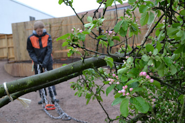 Trädplantering pågår!