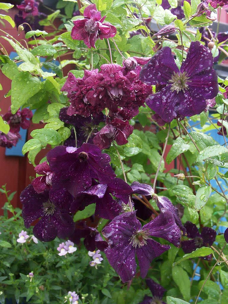 Clematis viticella 'Purpurea Plena Elegans' och 'Royal Velours'. Foto: Sylvia Svensson