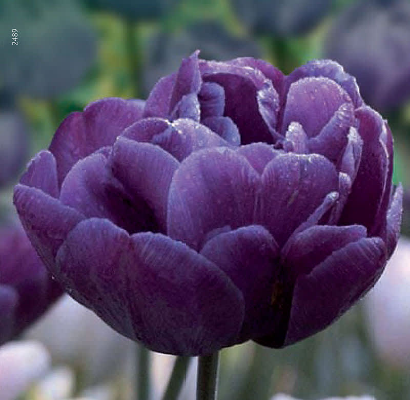 Tulipa 'Blue Danube'. Foto: Odla.nu