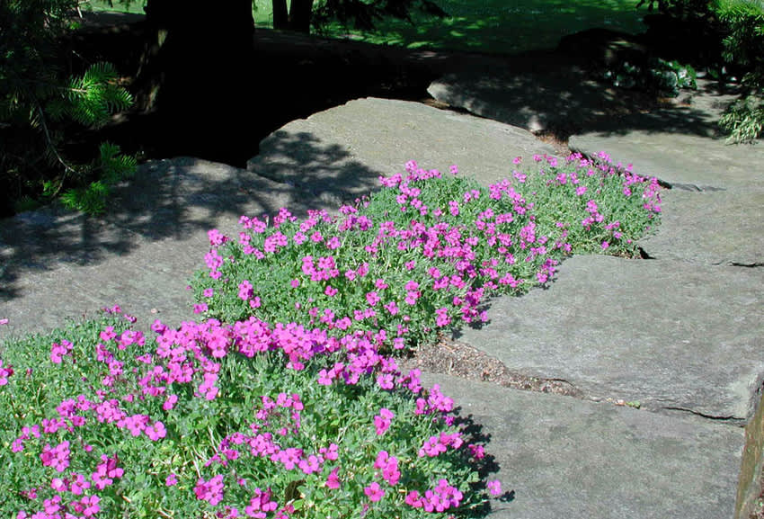 Aubretia är en fin vårblommande stenpartiväxt. Men vad finns det som blommar lite senare på sommaren? 