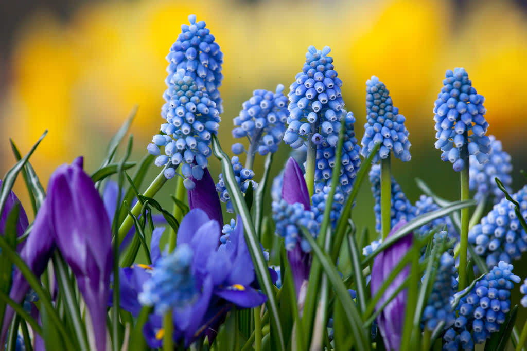Pärlhyacinter och krokus inleder vårsäsongen! Foto: Blomsterfrämjandet/IBC