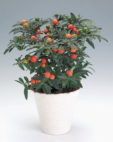 Korallbär, _Solanum pseudocapsicum_.
