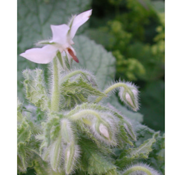 Borago officinalis 'Alba', vitblommande gurkört