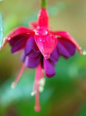 Hängande _Fuchsia_, 'Hang Dollar Princess'.