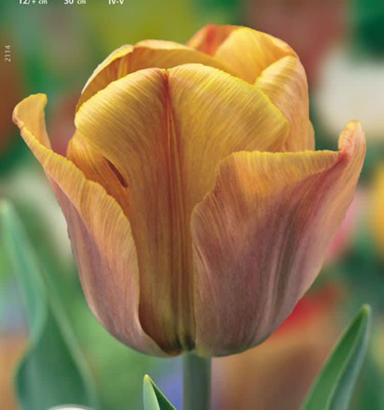 Tulipa 'Cairo'. Foto: Odla.nu