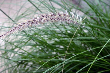 Fjäderborstgräs, _Pennisetum setaceum_, med sina skira borst. Foto: Blomsterfrämjandet