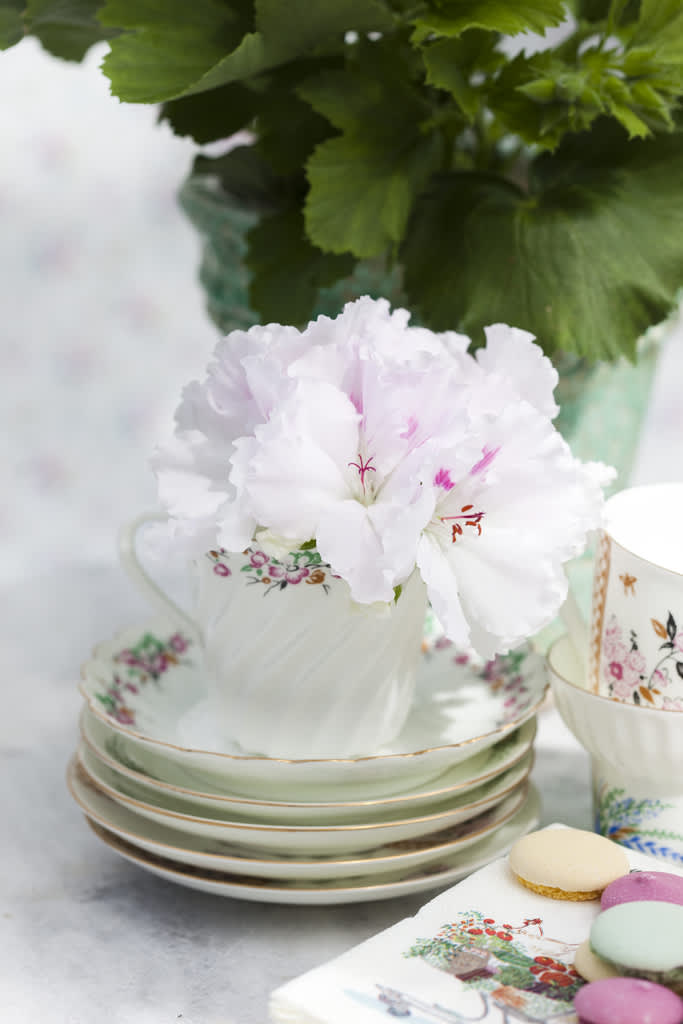 Engelsk pelargon i en kopp utgör ett vackert blickfång.
Foto: Blomsterfrämjandet/Anna Skoog