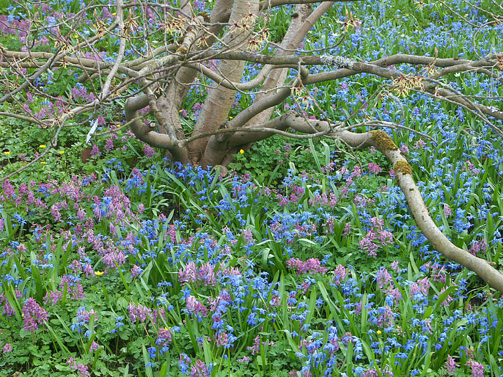 Blåstjärnor,_Scilla sibirica_, och nunneört, _Corydalis solida_, i trädgårdslunden på våren. 
Foto: Sylvia Svensson