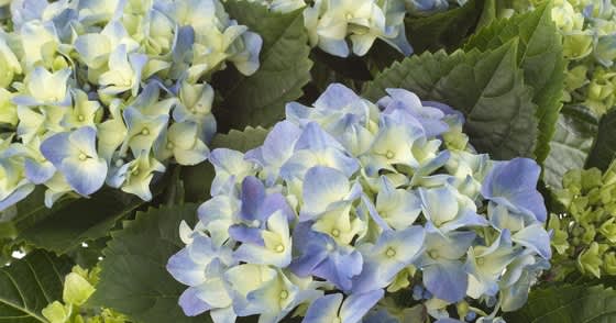 En blå hortensia kan ändra färg om jorden blir för kalkrik.