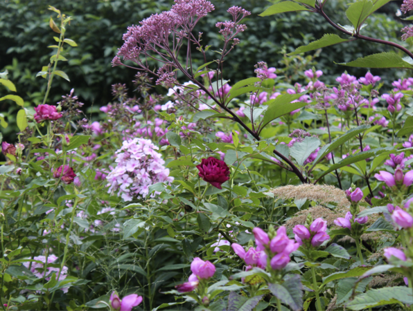 Sensommarplantering med blandade perenner Foto: Anna Theorin