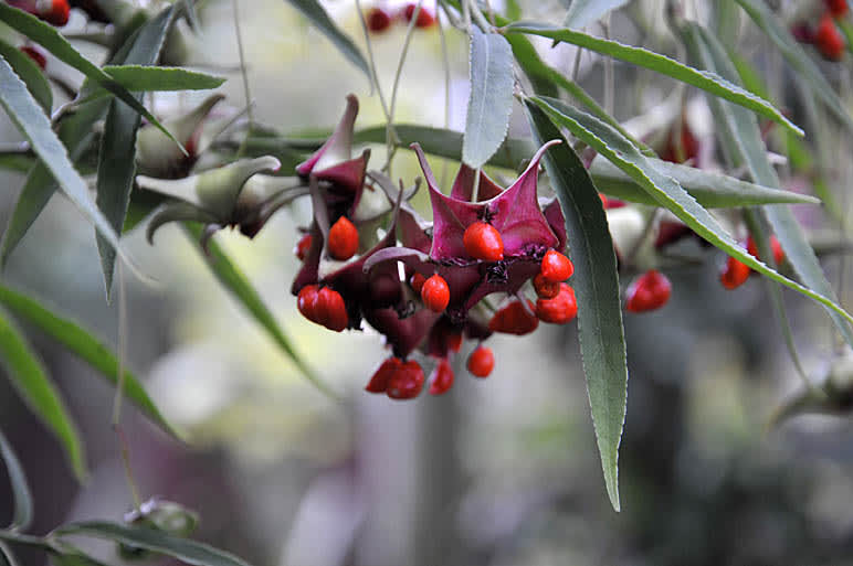 **Kasperbenved**, _Euyonumus quinquecornutus_.
Foto: Sylvia Svensson
