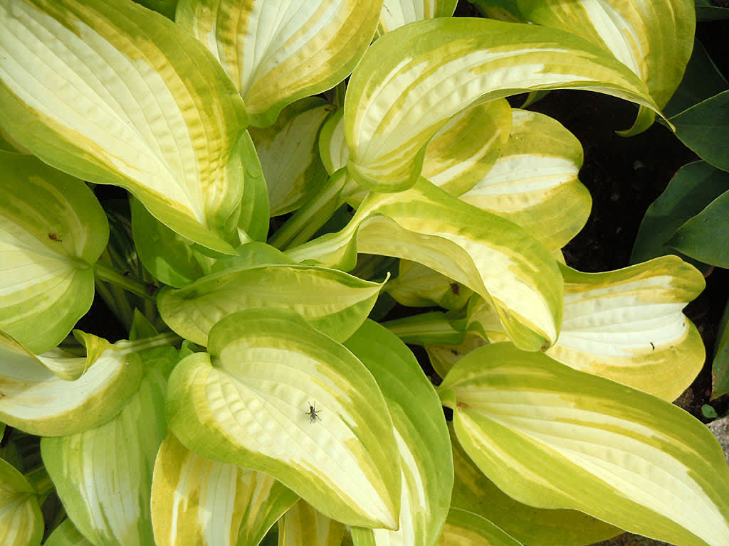 Hosta 'Summer Music'.
Foto: Sylvia Svensson