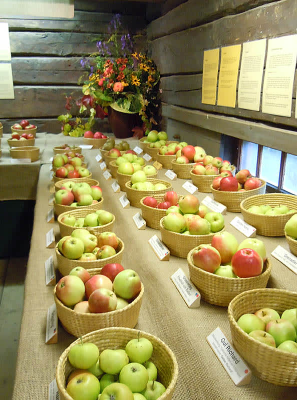 Fina äpplen - kanske behöver trädet beskäras?
Foto Sylvia Svensson