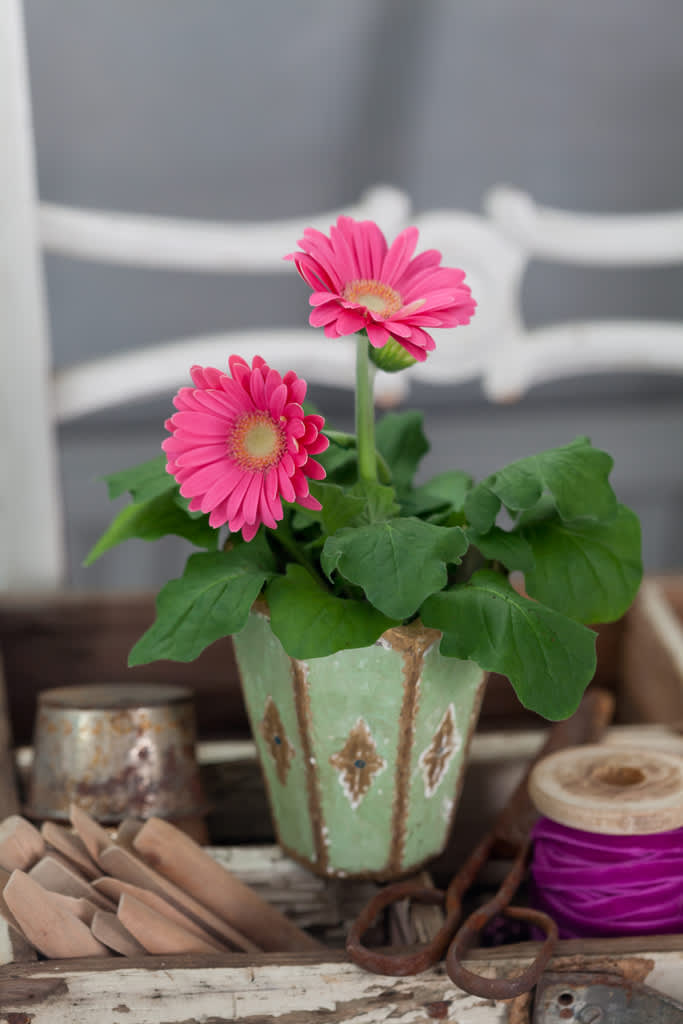 Gerbera, _Gerbera x cantabrigiensis_, är en elegant färgklick. 

Foto: Blomsterfrämjandet/Minna Mercke Schmidt