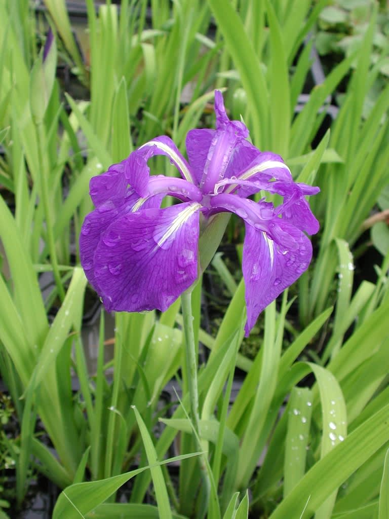 _Iris laevigata_ 'Mottled beuty'.