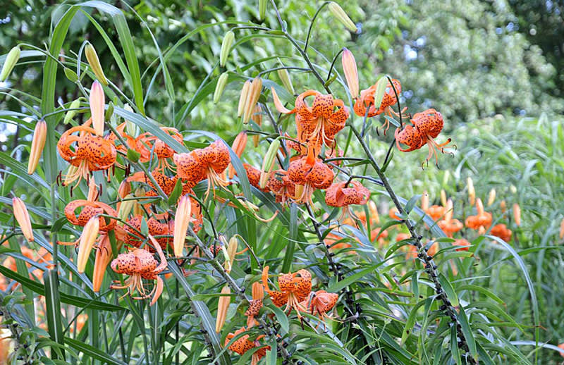 Tigerlilja, _Lilium lancifolium var. splendens_.
