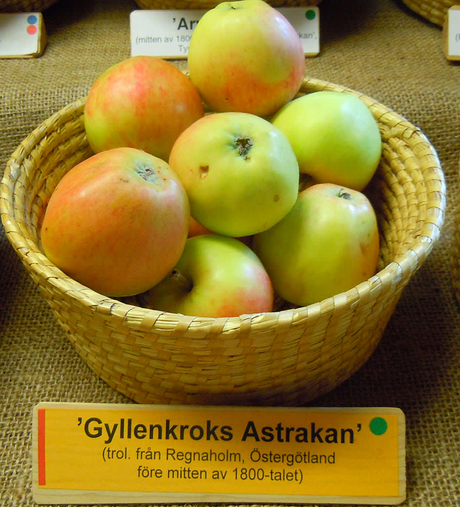 'Gyllenkrooks Astrakan'.
Foto: Sylvia Svensson