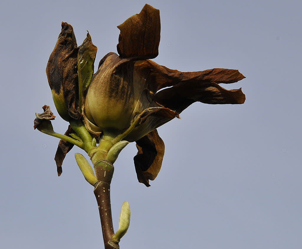 Frostskadad Magnolia 'Elisabeth'. Foto: Bernt Svensson