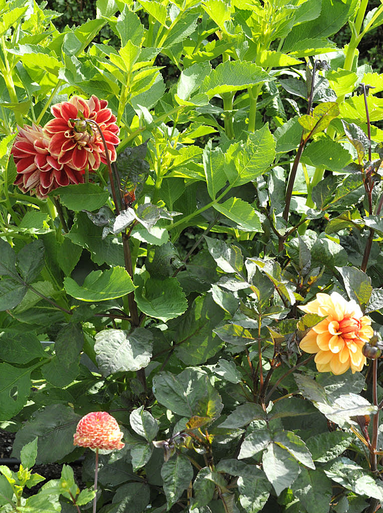 Dahlia 'David Howard', 'Minley's Linda' och 'Maxime'.
Foto: Bernt Svensson