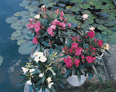 _Nerium oleander_.